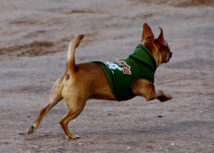 Superchew wearing his hoodie and chasing after the big dogs. His hoodie says "Ruff-N-Tuff!"