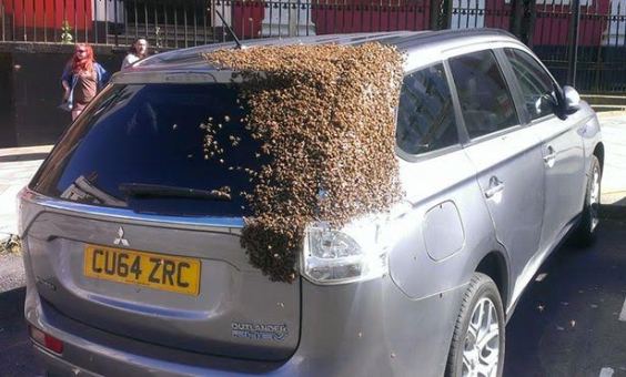 Swarm of 20,000 bees chase car around UK for 2days after 