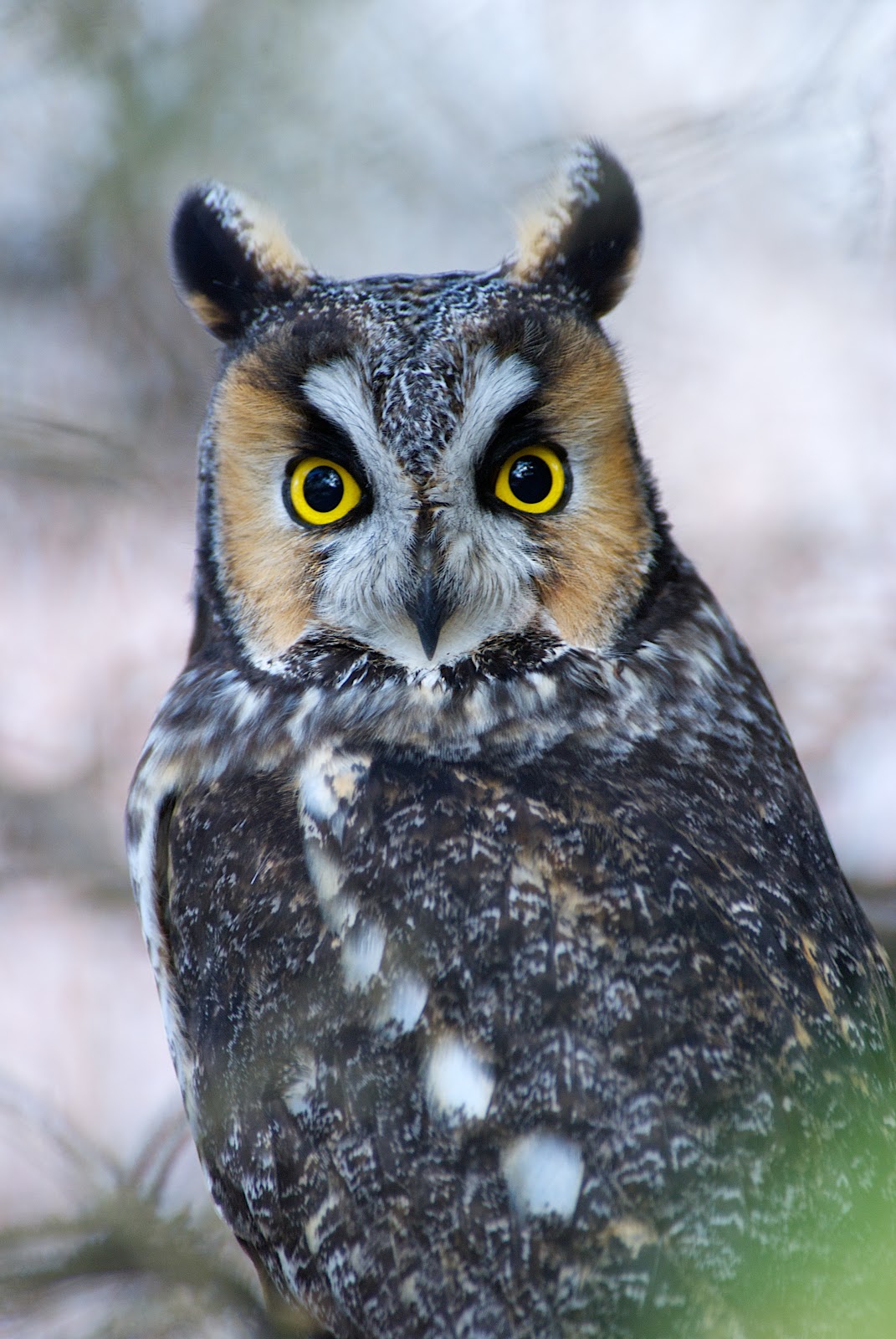 Second Rate Photography: Winter Owls!