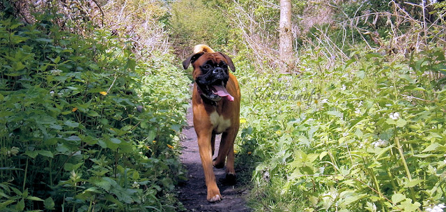 boxer dog walk in woodland