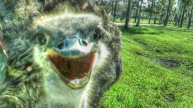 Friendly Ostrich