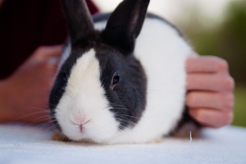 Pleasant View Schoolhouse: Daisy's New Rabbit Chapter
