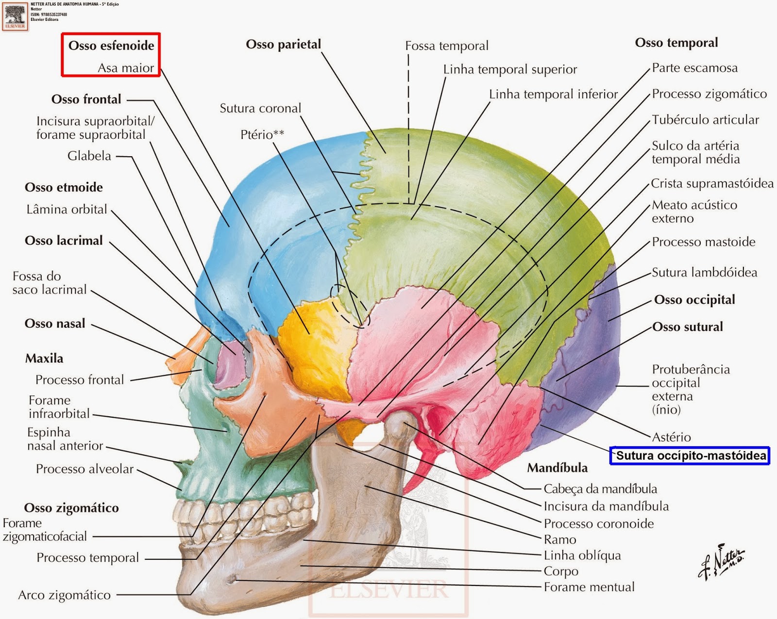 Osteopatia Campinas Dr. Rodolfo Amoroso Caso
