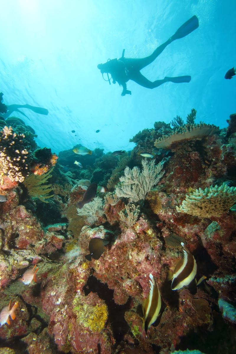 Scuba Diving the Great Barrier Reef