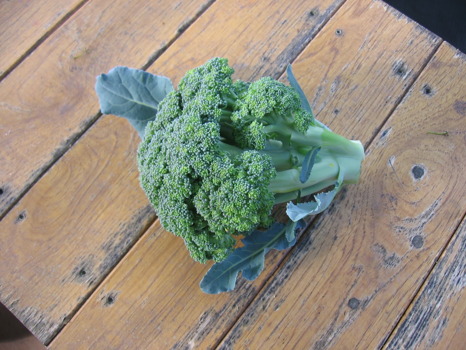 Mike's Bean Patch: Monday May 22 - First broccoli How Many Cups Is A Pound Of Broccoli