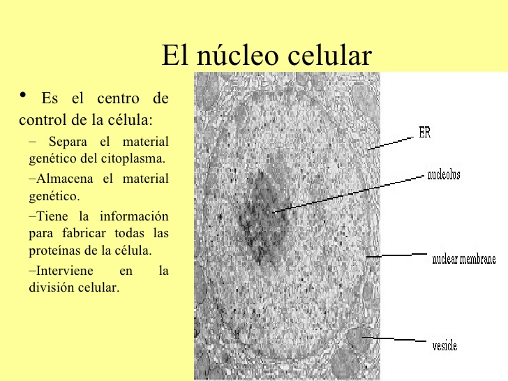 nucleo celular