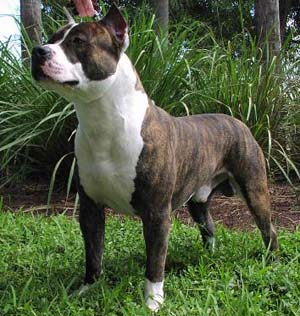 American Pit Bull Terrier | The Life of Animals