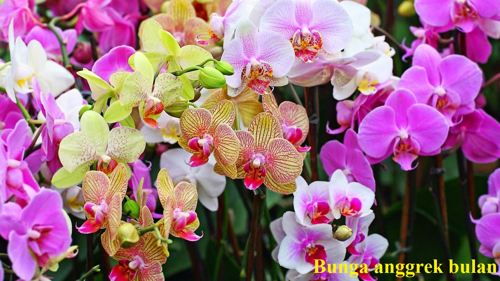 Cara Memotret Anggrek dengan Cantik: Tips untuk Hasil Maksimal