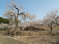 Feixes de Can Pubill amb els arbres ben florits Feixes de Can Pubill amb els arbres ben florits
