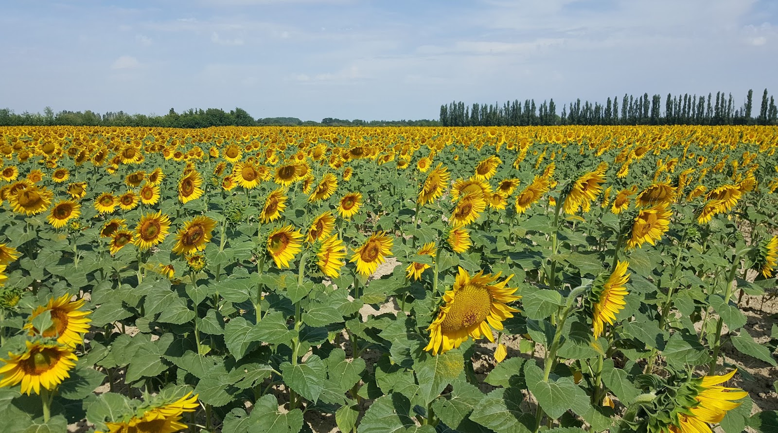 Our House in Provence, the Most Beautiful Region of France Sunflower