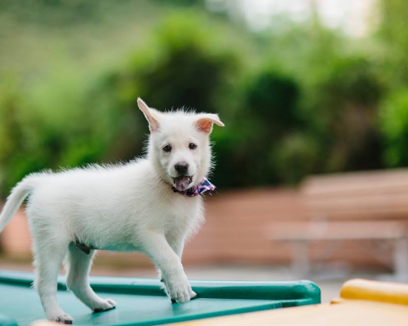 sally s daily hkdr life weds 31st aug lots of new dogs