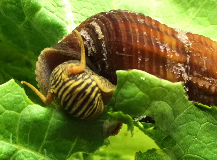 The Rabbit Snails Eat Algae in Freshwater Aquariums Freshwater Fish