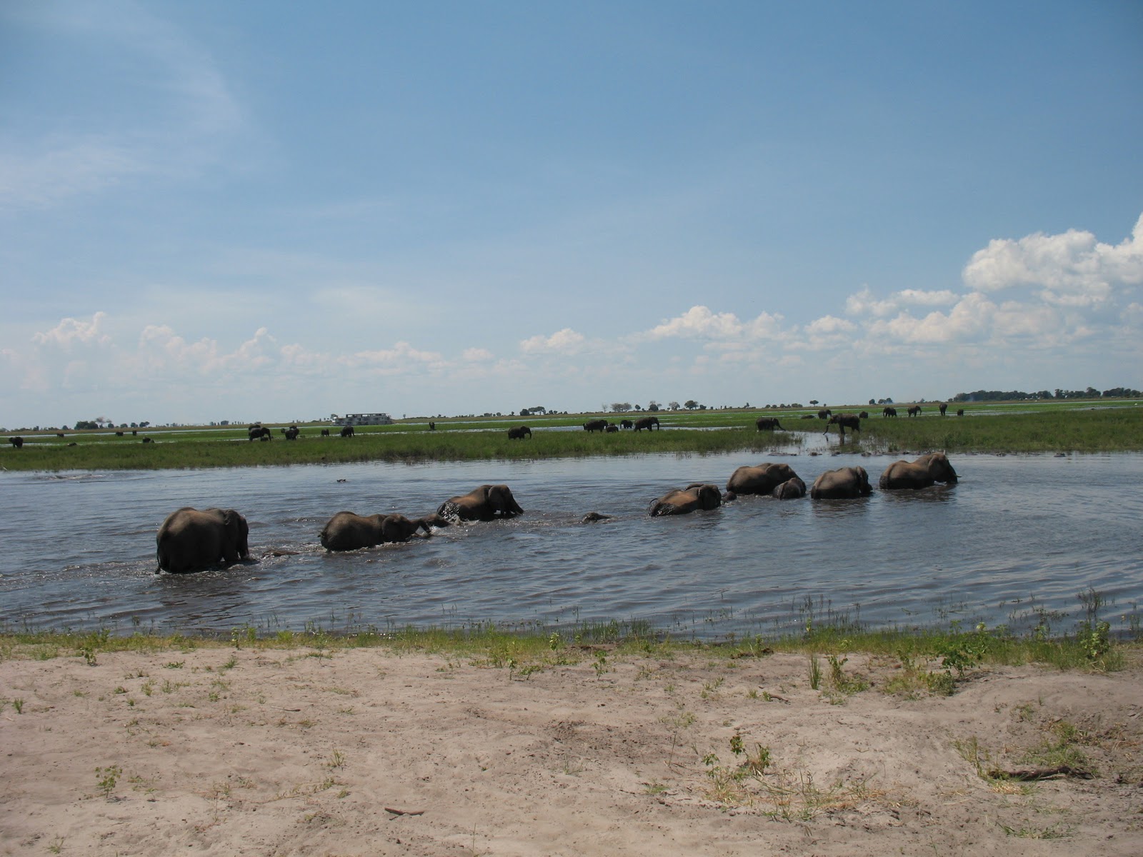 An African Adventure Feb 19 Botswana's Chobe National Park