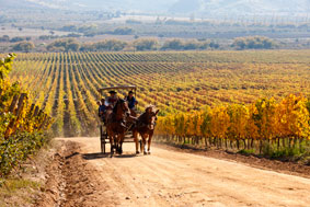 En los valles del interior de Copiapó, La Serena y Ovalle se cultivan vides que producen vinos y piscos reconocidos internacionalmente