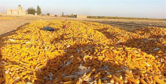 وزارة الزراعة تجتمع مع منتجي الدواجن لاستلام محصول الذرة الصفراء في ظل المساعي للحد من استيراد المحاصيل من الخارج وزارة الزراعة تجتمع مع منتجي الدواجن لاستلام محصول الذرة الصفراء في ظل المساعي للحد من استيراد المحاصيل من الخارج