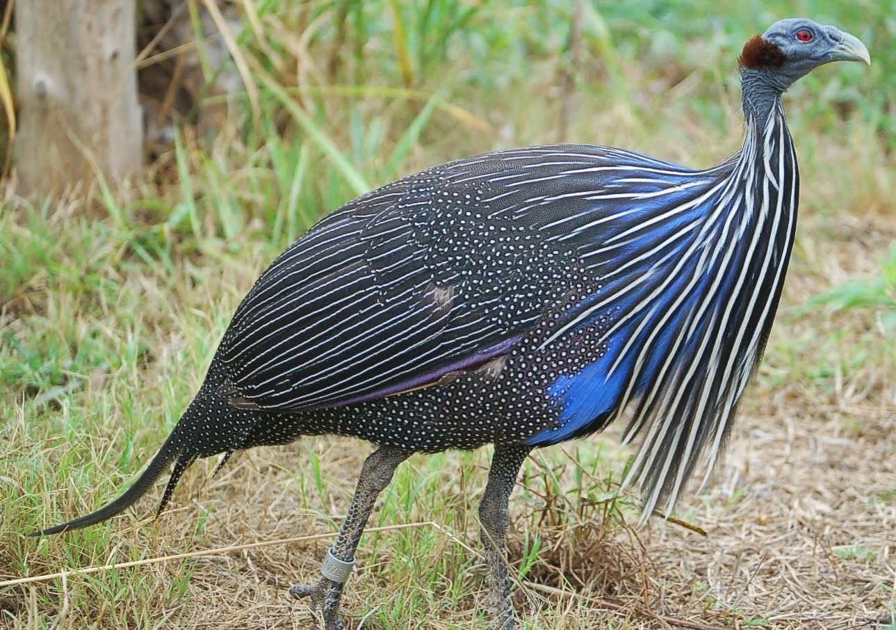 Ayam Mutiara Purple (Royal Purple guinea fowl)