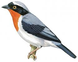 endangered birds Brasil
