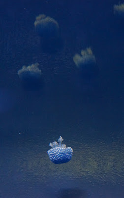 Oceanario-Parques das Naçoes-Lisbonne-Portugal