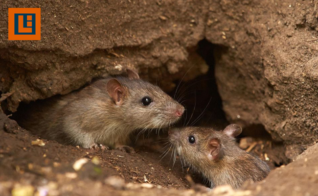 Tikus Tikus