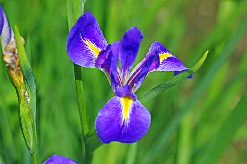 Iris,flowers,blooming,Okinawa