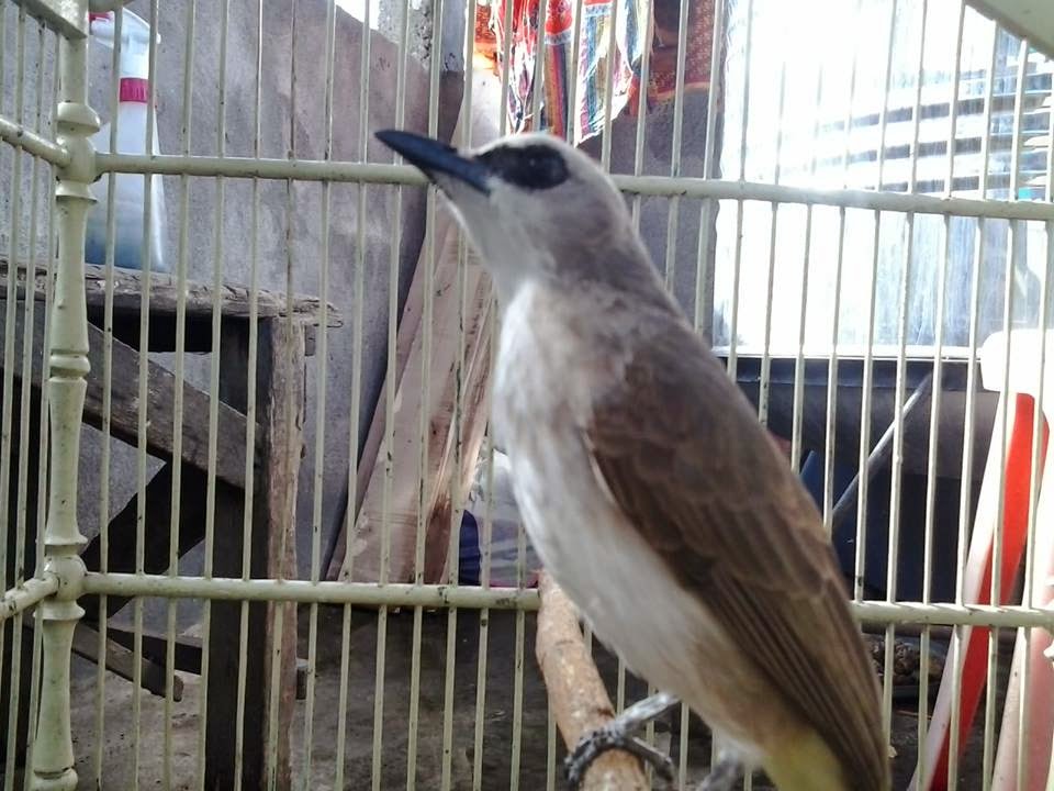 Vanessavalkyriaphotography Komunitas Identitas Serta Harga