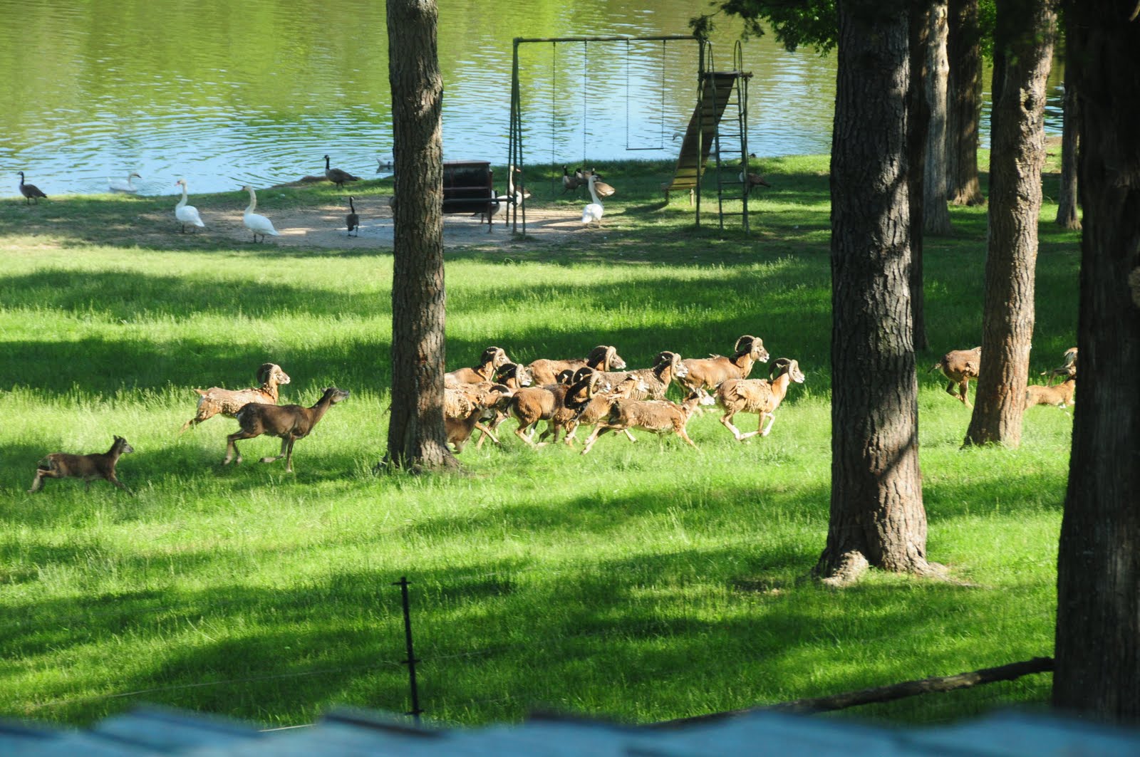 Hunter Isaacson & Family Swan Farm Pictures
