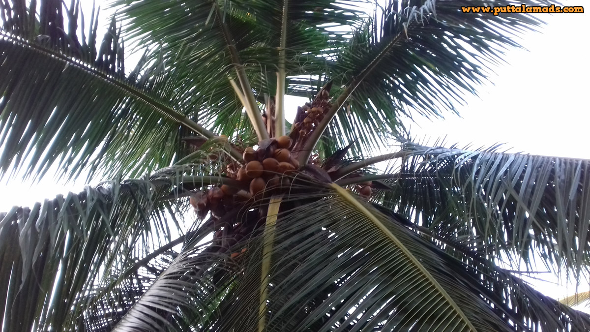 10 Acres Coconut Land in Attawillu (SOLD) Real Estate and Land