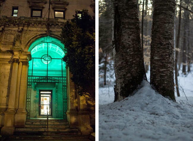 These%2BMagical%2BForest%2BPhotos%2BGive