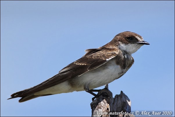 PHOTO KA SABSE BADA COLLECTION BANDED MARTIN BIRD