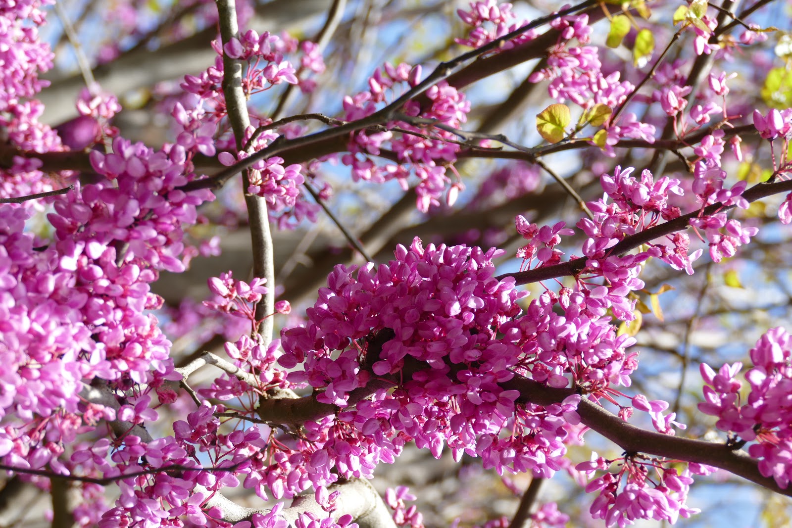 La maison magique : Von Schlangen und Kleinkram