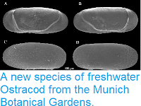 http://sciencythoughts.blogspot.co.uk/2014/09/a-new-species-of-freshwater-ostracod.html