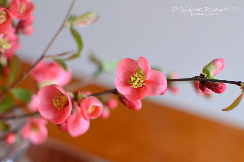 In Praise Of Quince The Next Stage Women And Retirement