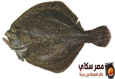 ماذا تعرف عن سمك موسى