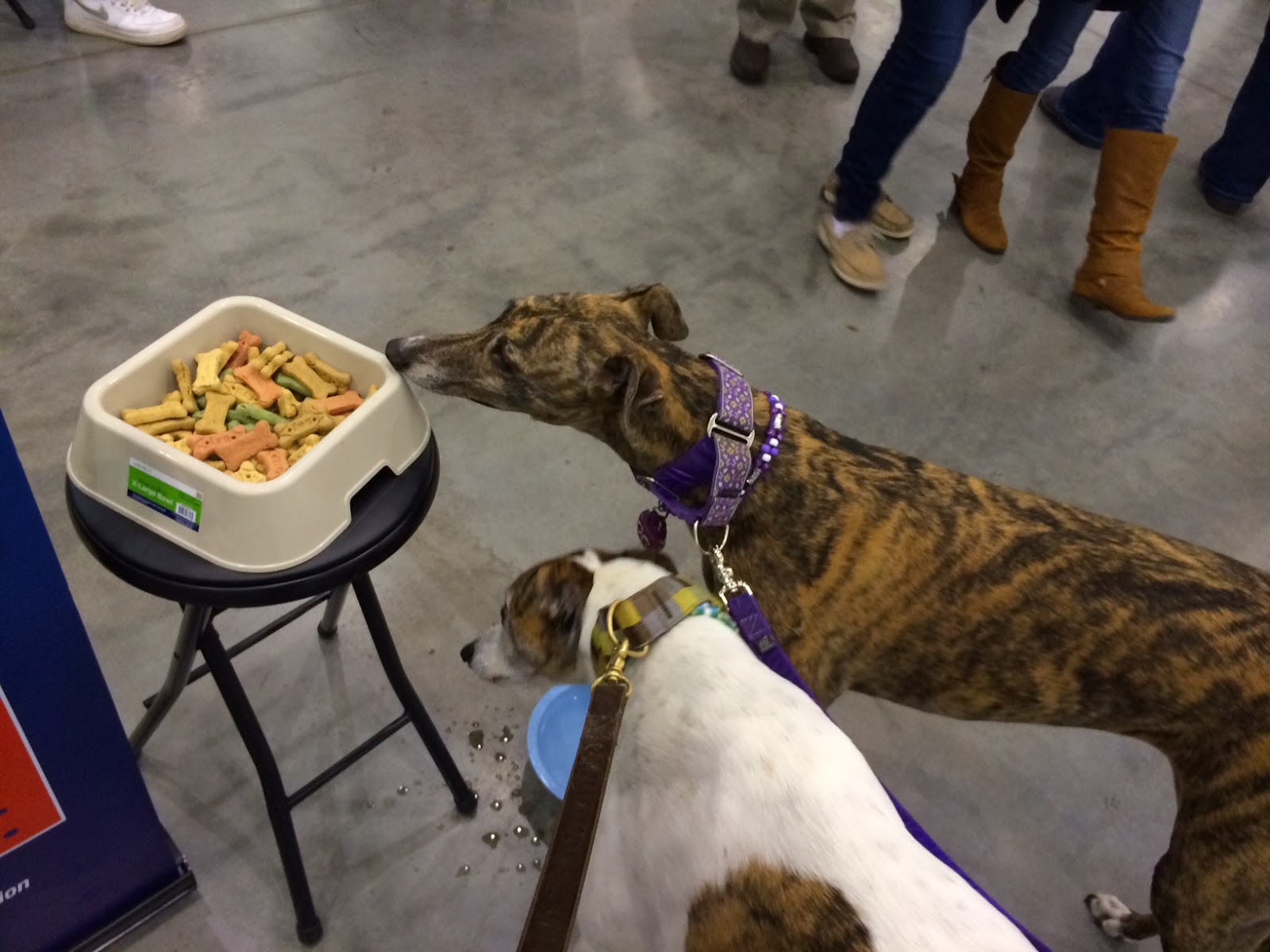 Pawstcards from Hampton Roads World of Pets Expo, Hampton, VA