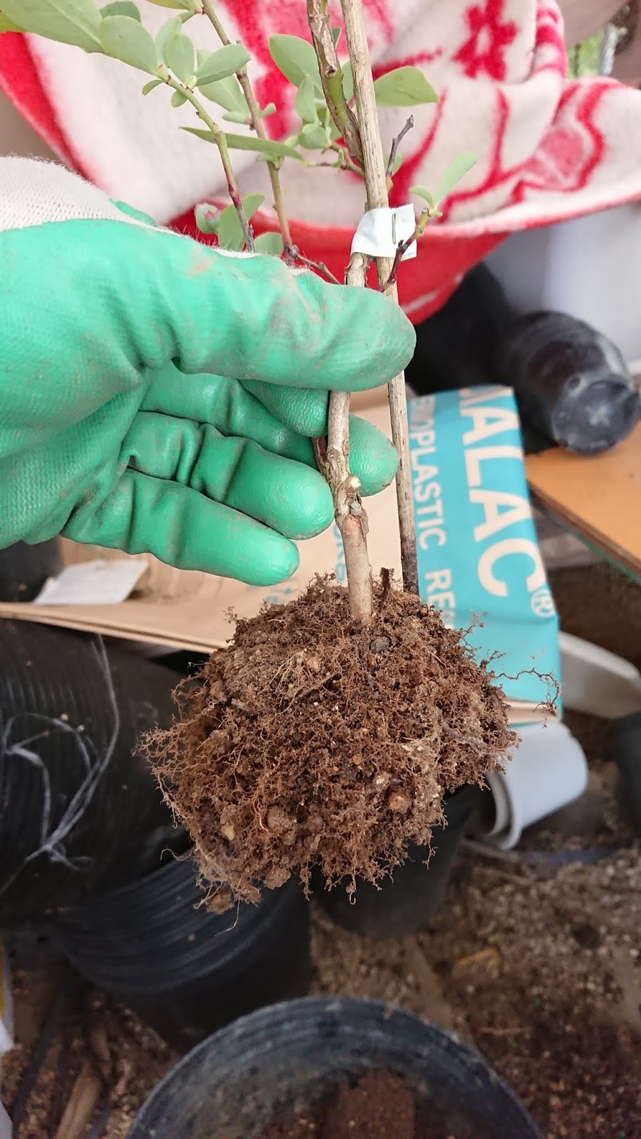 園芸知恵袋 ブルーベリーの植え替え 鉢増しに掛かったコスト