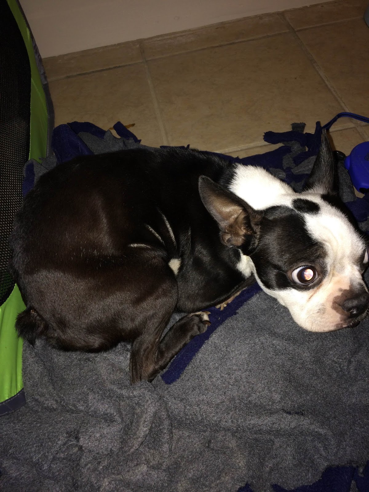 Northeast Boston Terrier Rescue Northeast Boston Terrier Rescue New