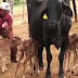 FIQUE SABENDO! / Vaca dá à luz três bezerros na Bahia; Caso raro ocorre a cada 100 mil gestações