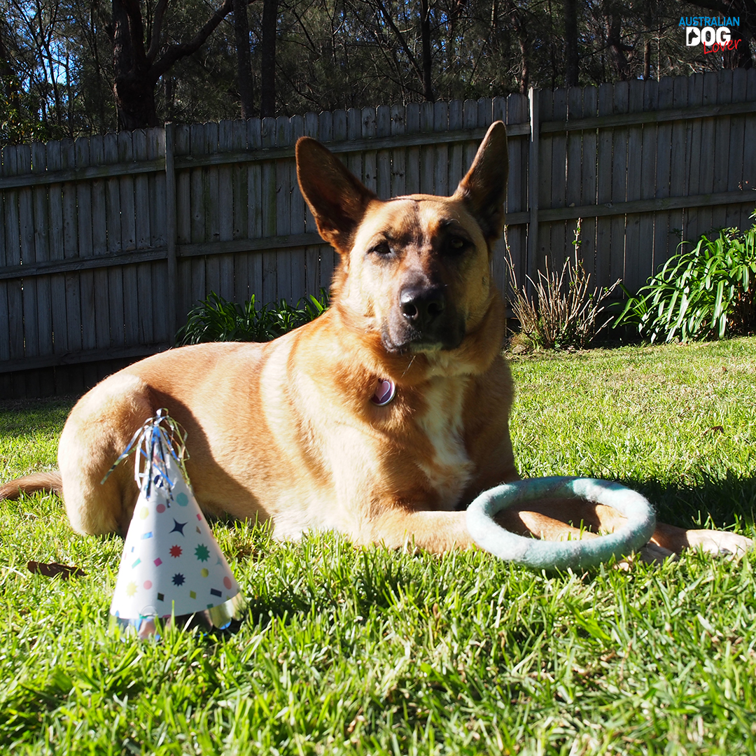 DizzyandLee Dog Subscription Box Review Australian Dog Lover