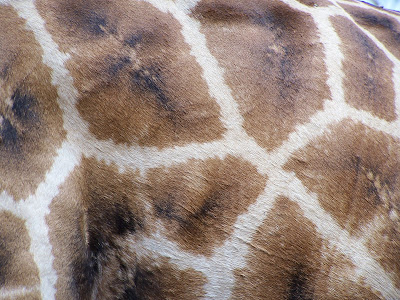 Kruger National Park, South Africa, Giraffe, South Africa giraffe, giraffe pattern
