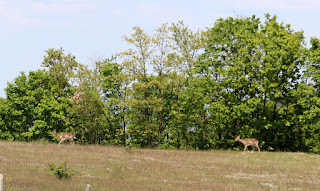 Two deer on the edge of the woods Two deer on the edge of the woods