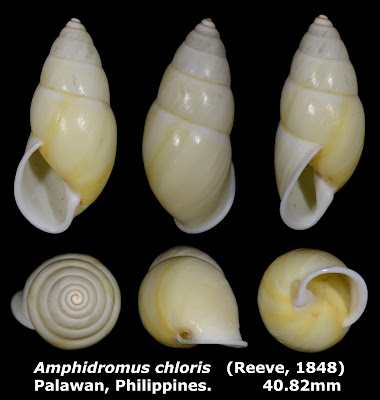 Amphidromus chloris 40.82mm