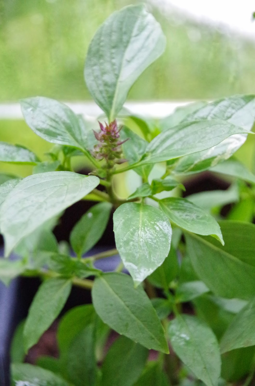 Trees and Plants Basil (Thai Basil)