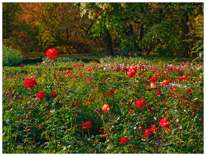 Ogród botaniczny Poznań różanka