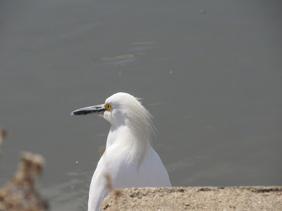 Sacramento National Wildlife Refuge