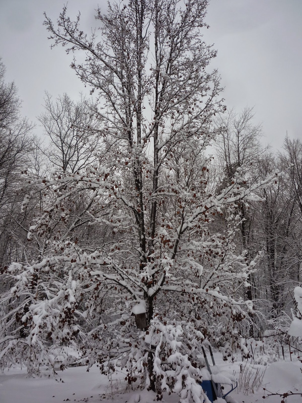 Weather in Vermont Dec 2014 Snowstorm South Burlington, Vermont Photos and commentary.