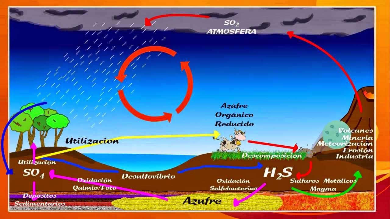 Ciclos biogeoquimicos: Ciclo del Azufre