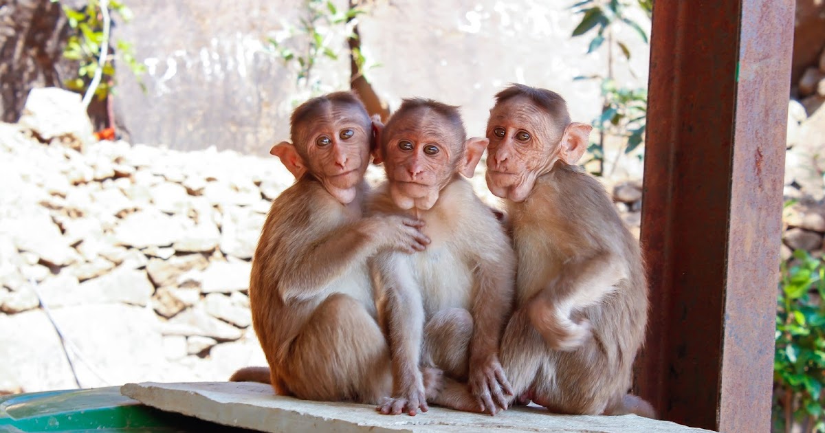 Image result for સગપણ