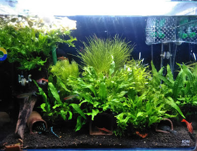 浮草堤防を設置した水槽全景