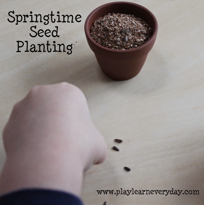 Planting seeds in dirt in a flower pot with kids.