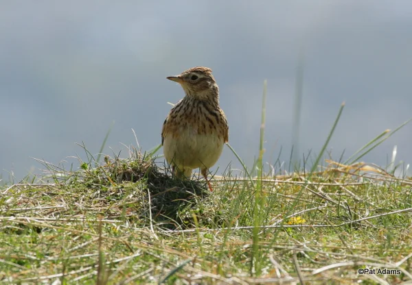 Skylark - Photo copyright Pat Adams (All rights reserved)